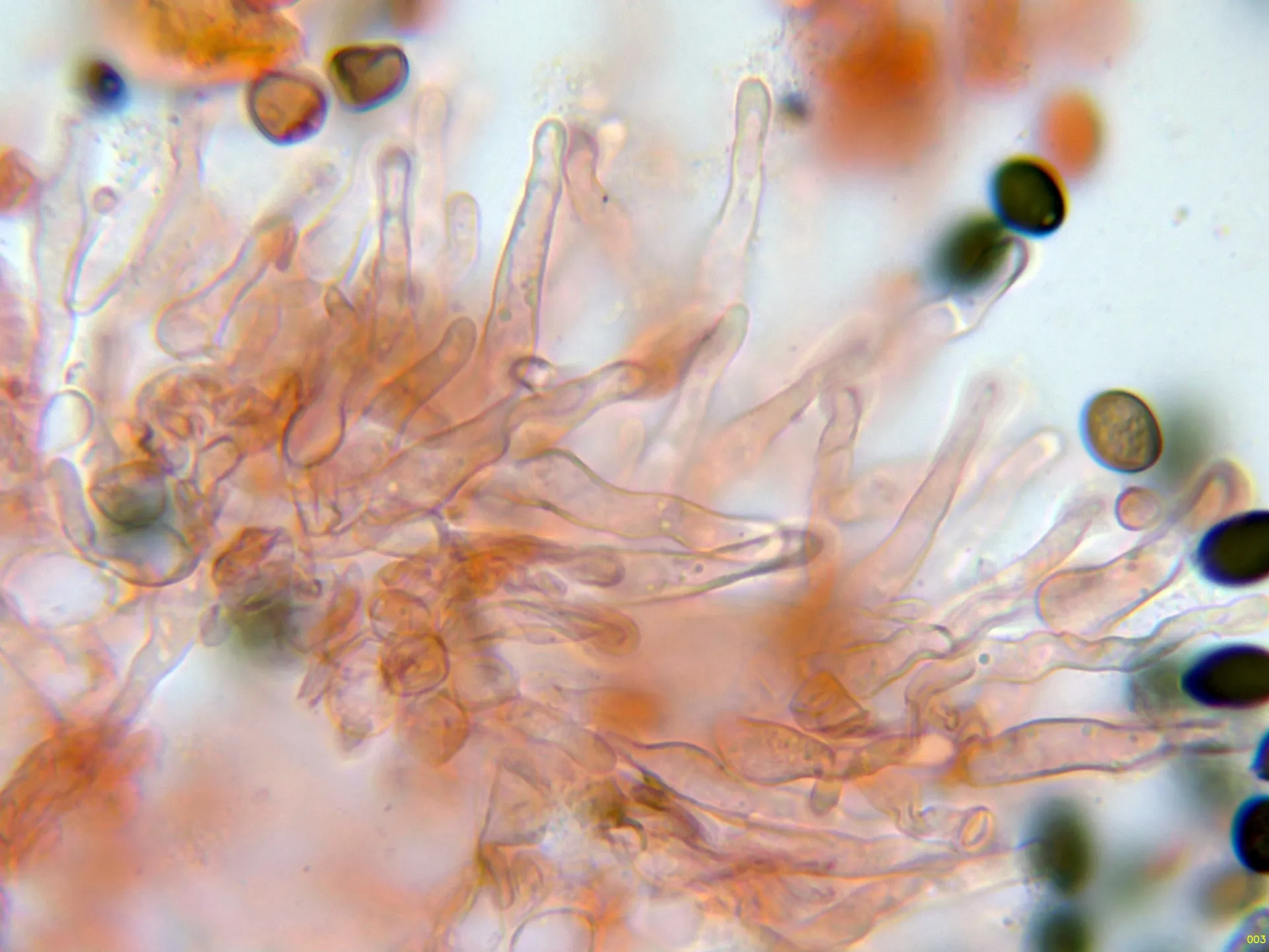 Microscopía de Panaeolus acuminatus - 10 - Queilocistidios-003